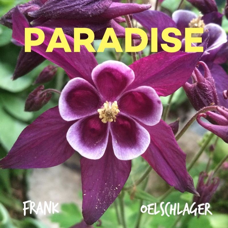 Paradise cover art: a deep purple columbine flower
